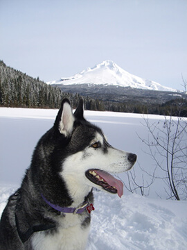 Husky in snow